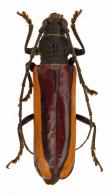 Poeciloxestia lateralis  (Erichson, 1847)