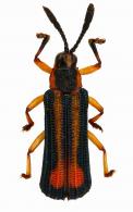 Octhispa sp3