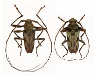 Oreodera neglecta  Melzer, 1932  ♂ & ♀
