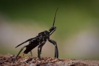 Reduvidae Gen sp 