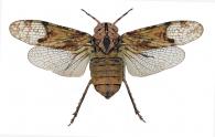 Fulgoridae Gen sp13
