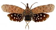 Diareusa imitatrix Ossiannilson, 1940