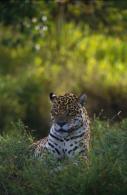 Animaux