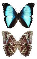 Morpho deidamia deidamia (Hübner, 1819)