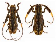 Xylomimus baculus  Bates, 1865 ♂ & ♀