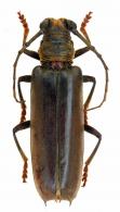 Hirtobrasilianus seabrai  Fragoso & Tavakilian, 1985