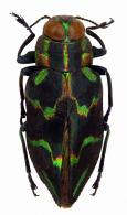 Actenodes nobilis (Linné, 1758)