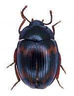 Platydema cruenta  (Perty, 1830)