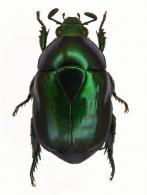 Paradorysthetus coerulescens  (Blanchard, 1850)