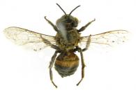 Apis mellifera  (Linnaeus, 1758)