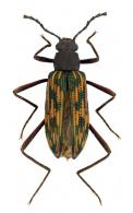 Otocerus multinotatus Pic, 1918