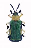 Baliosus cf. viridanus (Baly, 1885)