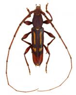 Tricheurymerus quadristigma  (Gounelle, 1909)