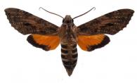 Isognathus scyron  (Cramer, 1780)