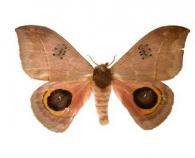 Automeris orestes (Boisduval, 1875)