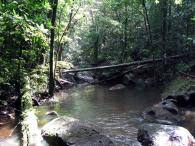 Forêt primaire 