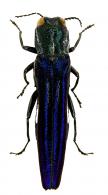 Agrilus sp10