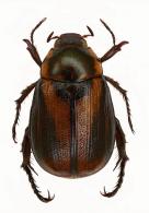 Anomalini Gen sp2