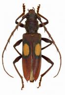 Mephritus blandus  (Newman, 1841)