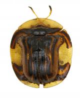 Charidotis vitreata (Perty, 1832)