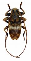 Anoreina nana  (Bates, 1861)