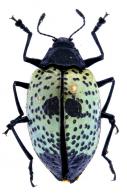 Gibbifer gibbosus Linné, 1763