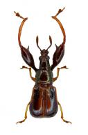 Emphyleuscelus vicinus Voss, 1925