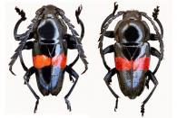 Lissonotus equestris  (Fabricius, 1787)  ♂ & ♀