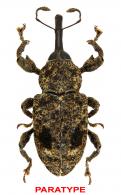Heilipodus oculatus Rheinheimer, 2017  PARATYPE
