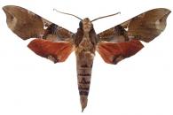 Callionima parce  (Fabricius, 1775)