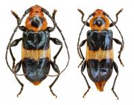 Stratone transversalis   (Chevrolat, 1862)  ♂ & ♀
