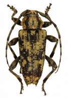 Aegoschema obesum  (Bates, 1861)