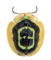 Microctenochira discrepans (Spaeth, 1926)