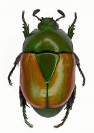 Macraspis chloraspis chloraspis (Laporte, 1840)