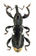 Heilipus elongatus  Rheinheimer, 2014