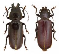 Physopleurus amazonicus (Fragoso & Monné, 1995)  ♂ & ♀