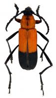 Eriphus estebani  Touroult, Dalens & Tavakilian 2012