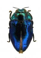 Leiopleura sp4
