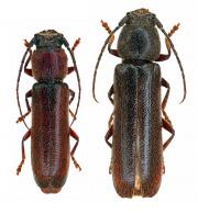 Diploschema maculata Thomson, 1860  ♂ & ♀