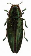 Chrysesthes tripunctata  (Fabricius, 1787)