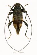 Acanthocinini Gen sp G447