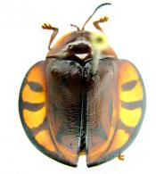 Omaspides trifasciata (Fabricius, 1787)