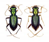 Tetracha (Tetracha) erichsoni Horn, 1892 ♂ & ♀