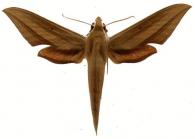 Xylophanes loelia  (Druce, 1878)