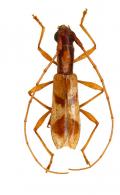 Neoibidionini Gen sp G63