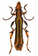 Odontocera chrysostetha   Bates, 1870