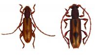 Gorybia montana  Martins & Galileo, 2007 ♂ & ♀