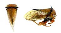 Procyrta ornamenta Funkhouser, 1927