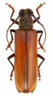 Hirtobrasilianus matogrossensis  (Fragoso, 1971)