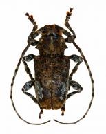Exalphus lichenophorus  (Lane, 1965)
